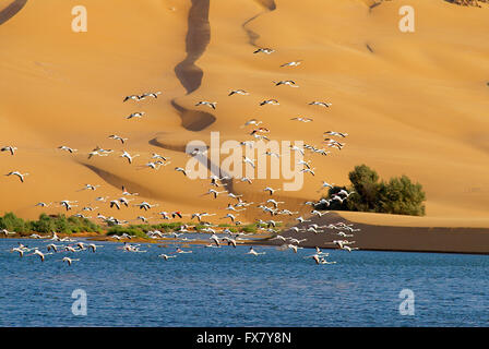 Il Marocco, Laayoune, deserto, laguna, ex Sahara spagnolo Foto Stock