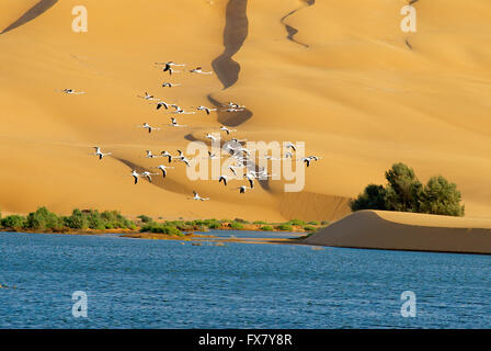 Il Marocco, Laayoune, deserto, laguna, ex Sahara spagnolo Foto Stock