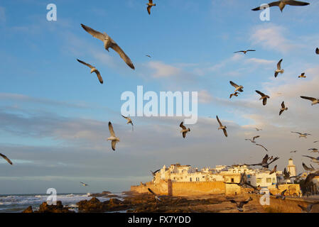 Il Marocco, Medina, Essaouira Costa Atlantica Foto Stock