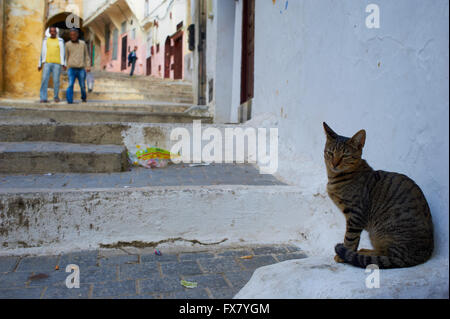 Il Marocco, Tangeri gatto sulla Medina Foto Stock