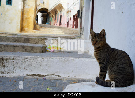 Il Marocco, Tangeri gatto sulla Medina Foto Stock