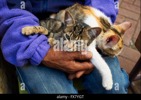 Il Marocco, Tangeri cat sulle ginocchia Foto Stock