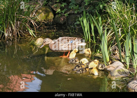 Mallard madre con i suoi anatroccoli in corrispondenza del bordo di uno stagno Foto Stock