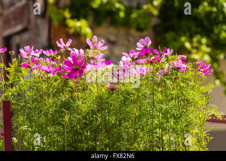 Blooming cosmos fiori su una strada della città sullo sfondo Foto Stock