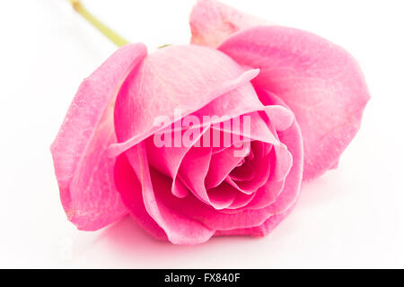 Rosa rosa isolato su bianco. Foto Stock