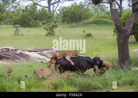 Un leone maschio è appeso sulla parte anteriore di un toro di bufala (Syncerus caffer) cercando di soffocarlo mordendo sulla museruola Foto Stock