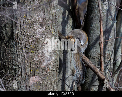 Il degli scoiattoli grigi nativo a est e del Midwest degli Stati Uniti e del Canada Foto Stock