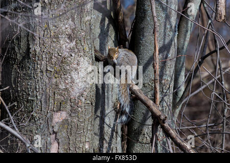 Il degli scoiattoli grigi nativo a est e del Midwest degli Stati Uniti e del Canada Foto Stock