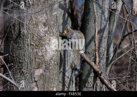 Il degli scoiattoli grigi nativo a est e del Midwest degli Stati Uniti e del Canada Foto Stock