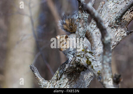 Il degli scoiattoli grigi nativo a est e del Midwest degli Stati Uniti e del Canada Foto Stock