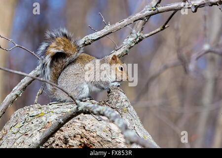 Il degli scoiattoli grigi nativo a est e del Midwest degli Stati Uniti e del Canada Foto Stock