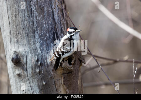 Roverella picchi sono ampiamente distribuiti in tutto il Nord America. Foto Stock