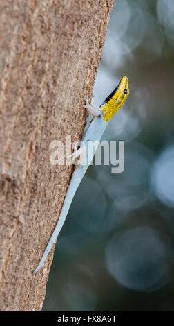 Nana testa gialla Gecko Lygodactylus luteopicturatus scalata del tronco di un albero nel Parco nazionale di Tsavo Kenya meridionale Foto Stock