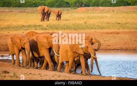 Branco di elefanti africani Loxodonta africanus arriva in corrispondenza di un foro di irrigazione nel Tsavo National Park nel Sud del Kenya Foto Stock