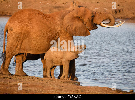 Elefante africano Loxodonta africanus madre e vitello tenendo su acqua in sincronia in un fiume di Tsavo National Park in Kenya Foto Stock