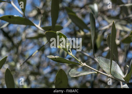 Olive tree mediteraneean Foto Stock