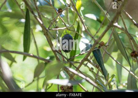 Olive tree mediteraneean Foto Stock