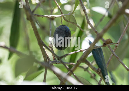 Olive tree mediteraneean Foto Stock