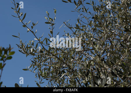 Olive tree mediteraneean Foto Stock