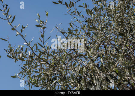 Olive tree mediteraneean Foto Stock