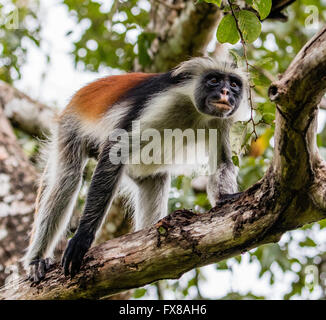 Maschio Red Colobus Monkey Colombus pennanti un nella foresta di Jozani riservare a Zanzibar Africa orientale Foto Stock