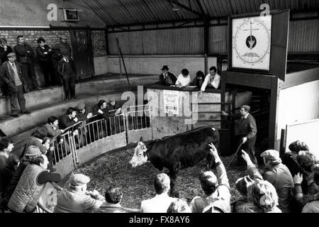 Immagine di archivio da anni ottanta. Newport Mercato del Bestiame circa 1985 stock venduti nell'anello di visualizzazione. Foto Stock