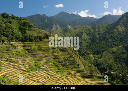 Batad terrazze di riso di Ifugao, Filippine. Foto Stock