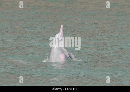 Il cinese white dolphin off di Hong Kong Foto Stock