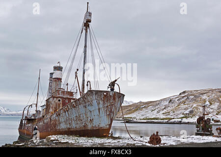 "Petrel", una vecchia nave baleniera abbandonati sulla spiaggia a Grytviken nella Georgia del Sud Foto Stock