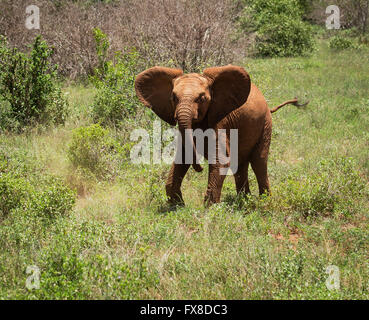 Un toro giovane elefante praticando una simulazione di carica per scongiurare eventuali intrusi - parco nazionale orientale di Tsavo Kenya Foto Stock