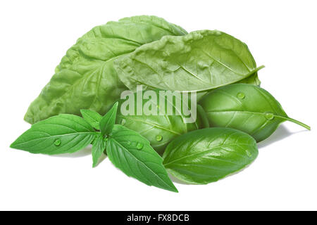 Foglie di basilico raggruppati, diverse cultivar. Separare i tracciati di ritaglio per entrambi di foglie e di ombra, infinita profondità di campo Foto Stock