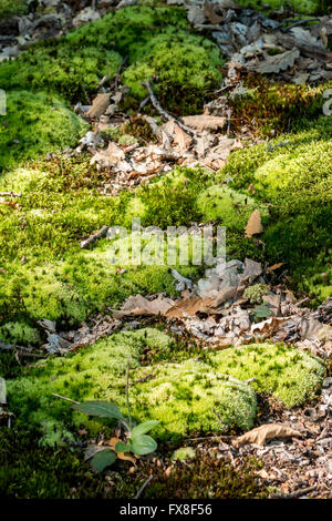 Il muschio verde della foresta Foto Stock