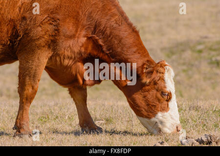 Hereford pascolo di vacca con la testa in giù mentre rivolta verso destra la pelliccia rossastra Foto Stock
