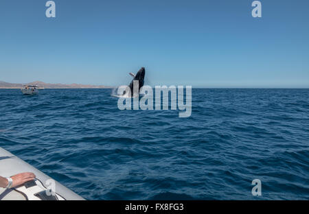 Un Humpback Whale violazioni al largo delle coste del Messico Foto Stock