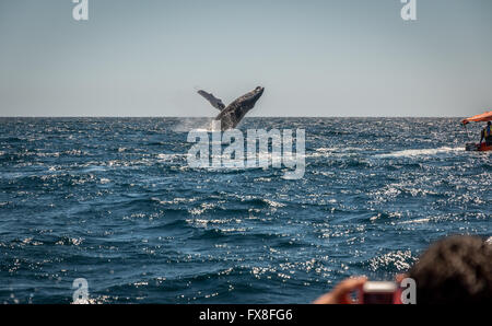 Un Humpback Whale violazioni al largo delle coste del Messico. Foto Stock