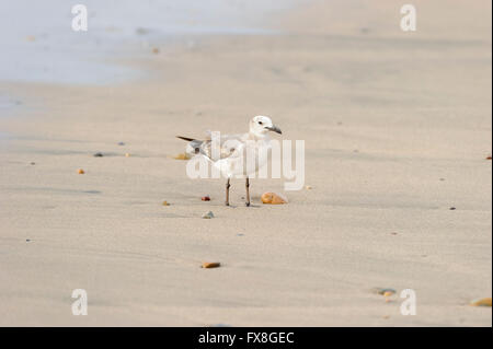 Seagull è una bella sana cercando Seagull permanente sulla spiaggia tra le rocce colorate. Foto Stock
