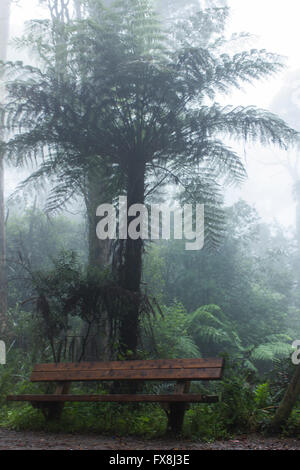 Una panchina nel parco e alberi in un parco in una mattinata nebbiosa Foto Stock