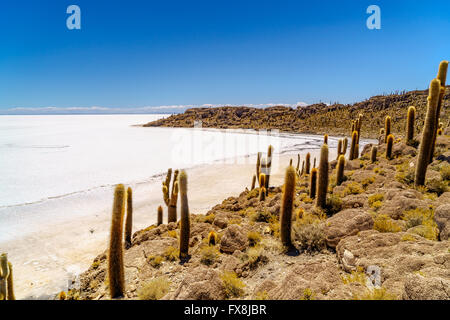 Foresta di Cactus a Incahuasi Isola del sale di Uyuni deserto, Bolivia Foto Stock