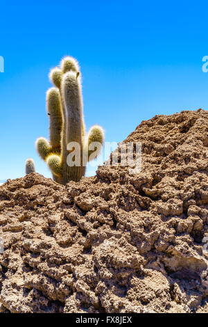Cactus a Incahuasi Isola del Salar de Uyuni, Bolivia Foto Stock