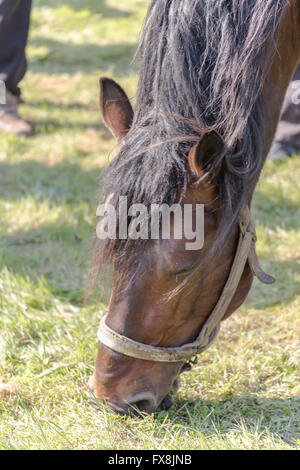 Primo piano di un cavallo mangia fieno Foto Stock