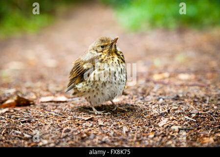 Piccolo uccellino throstle, tordo bottaccio sul suolo della foresta Foto Stock