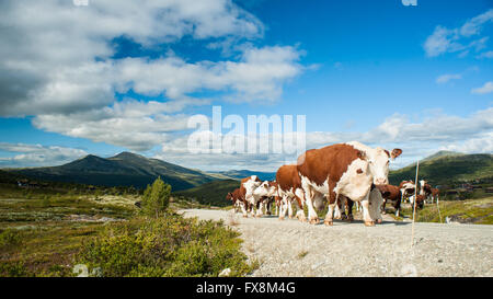 Allevamento di norvegesi Vacche Rosse di camminare liberamente su una piccola strada di campagna. Foto Stock