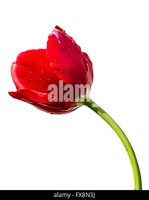 Bel rosso tulip flower.tulipani rossi isolato su sfondo bianco Foto Stock