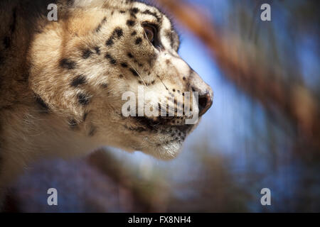 Close-up ritratto di snow leopard o irbis Foto Stock