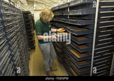 La produzione su larga scala di insetti commestibili in Olanda Foto Stock