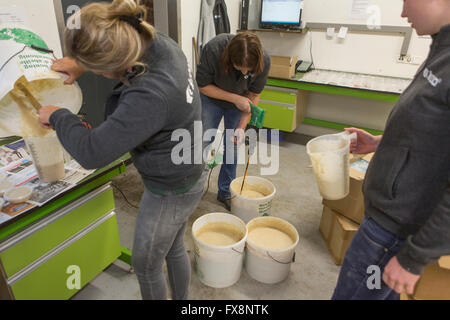 Alimentazione di porridge di mosche della frutta (Drosophila) Foto Stock