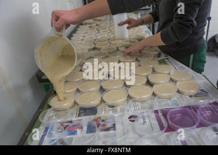 Alimentazione di porridge di mosche della frutta (Drosophila) Foto Stock