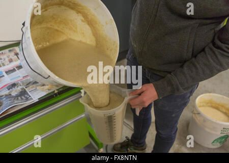 Alimentazione di porridge di mosche della frutta (Drosophila) Foto Stock