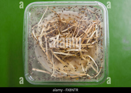 Alimentazione di porridge di mosche della frutta (Drosophila) Foto Stock