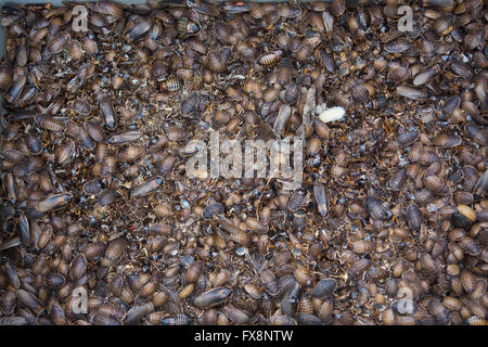 La produzione su larga scala di insetti commestibili (scarafaggi-Blaptica Dubia) in Olanda Foto Stock